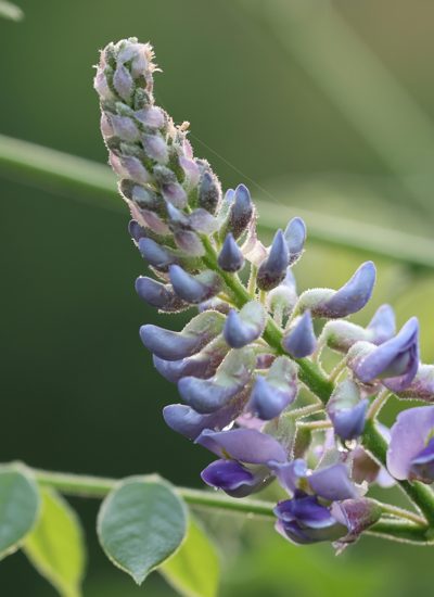 甘草の花